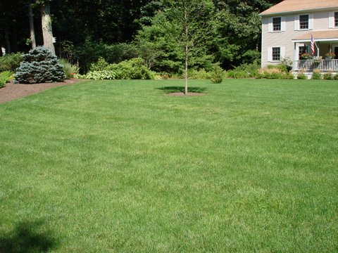 drought tolerant lawn filled in nicely